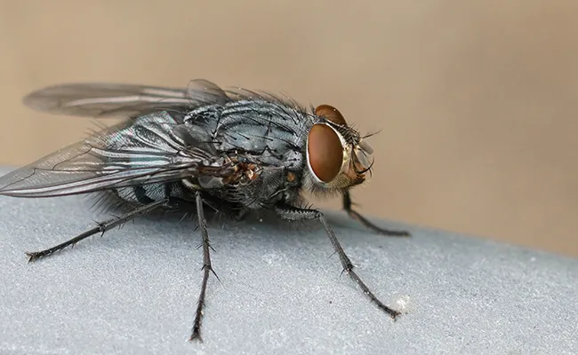 Mouches domestiques