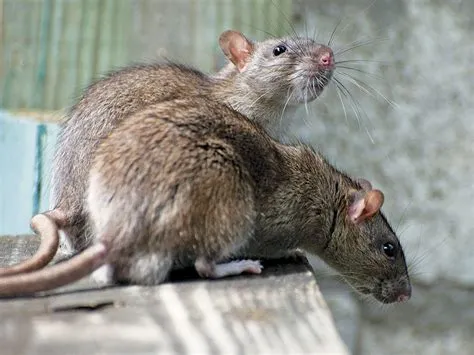 Rat brun