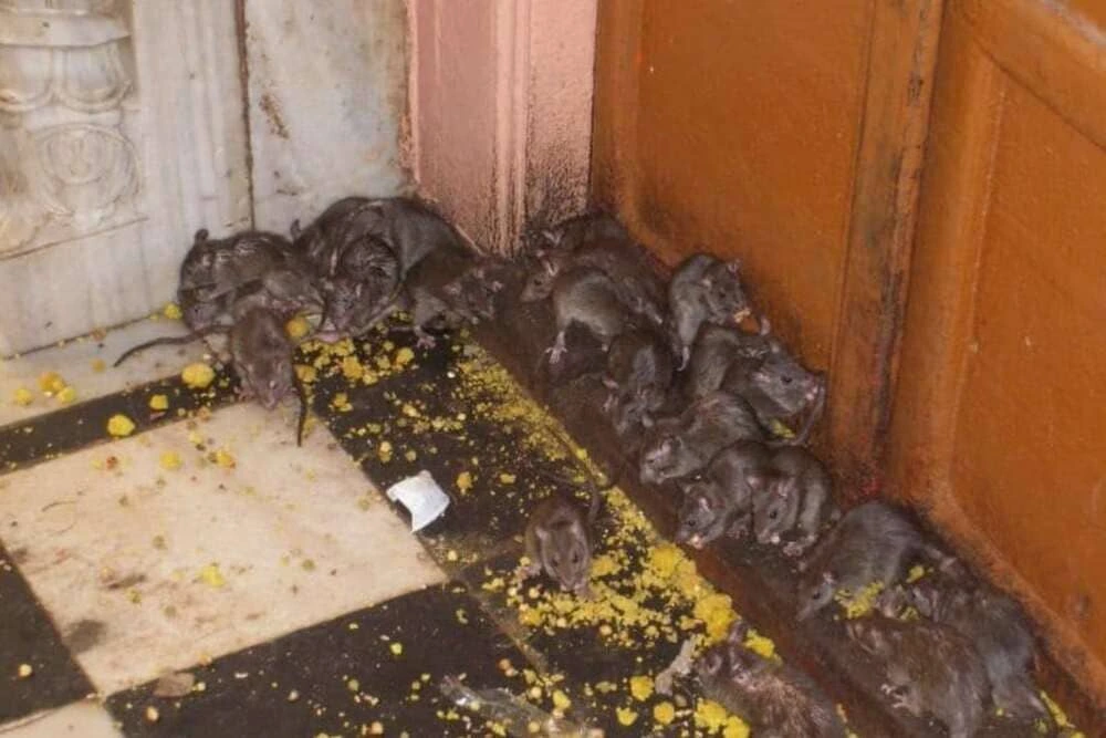 Comment Protéger Son Logement des Rongeurs : Guide Préventif